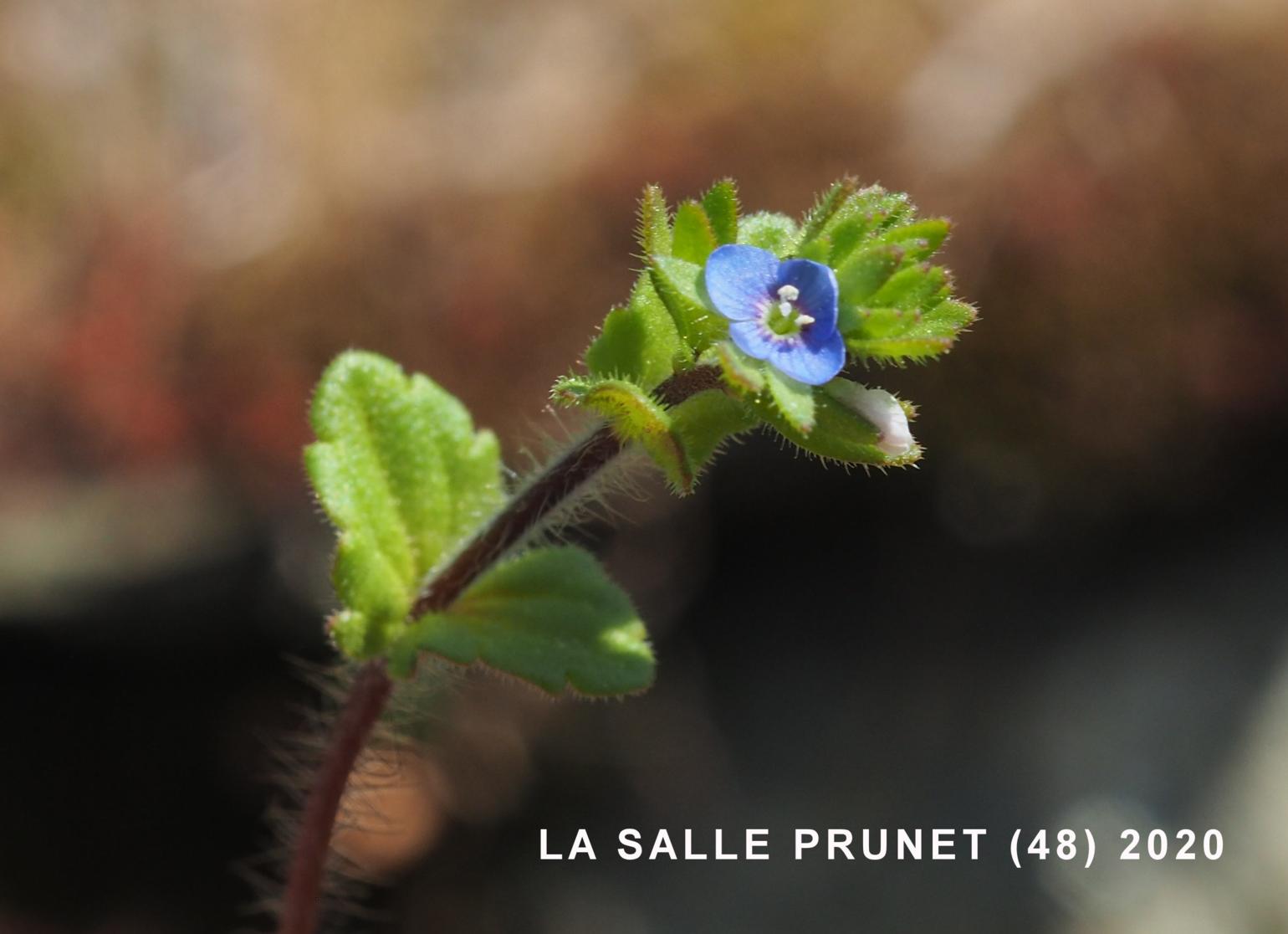 Speedwell, Wall